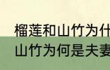 榴莲和山竹为什么是夫妻水果 榴莲和山竹为何是夫妻水果