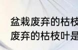 盆栽废弃的枯枝叶属于什么垃圾 盆栽废弃的枯枝叶是什么垃圾