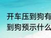 开车压到狗有什么兆头 开车不小心压到狗预示什么