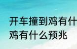 开车撞到鸡有什么兆头 男人开车撞到鸡有什么预兆