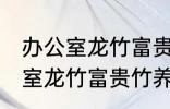 办公室龙竹富贵竹养几支最旺运 办公室龙竹富贵竹养多少支最旺运