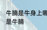 牛腩是牛身上哪里的肉 什么位置的肉是牛腩