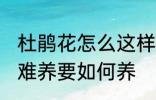 杜鹃花怎么这样难养 杜鹃花为何这样难养要如何养