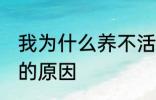 我为什么养不活杜鹃花 养不活杜鹃花的原因