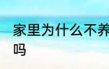 家里为什么不养扶桑 家里可以养扶桑吗