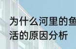 为什么河里的鱼养不活 河里的鱼养不活的原因分析