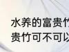 水养的富贵竹可以改土养吗 水养的富贵竹可不可以改土养